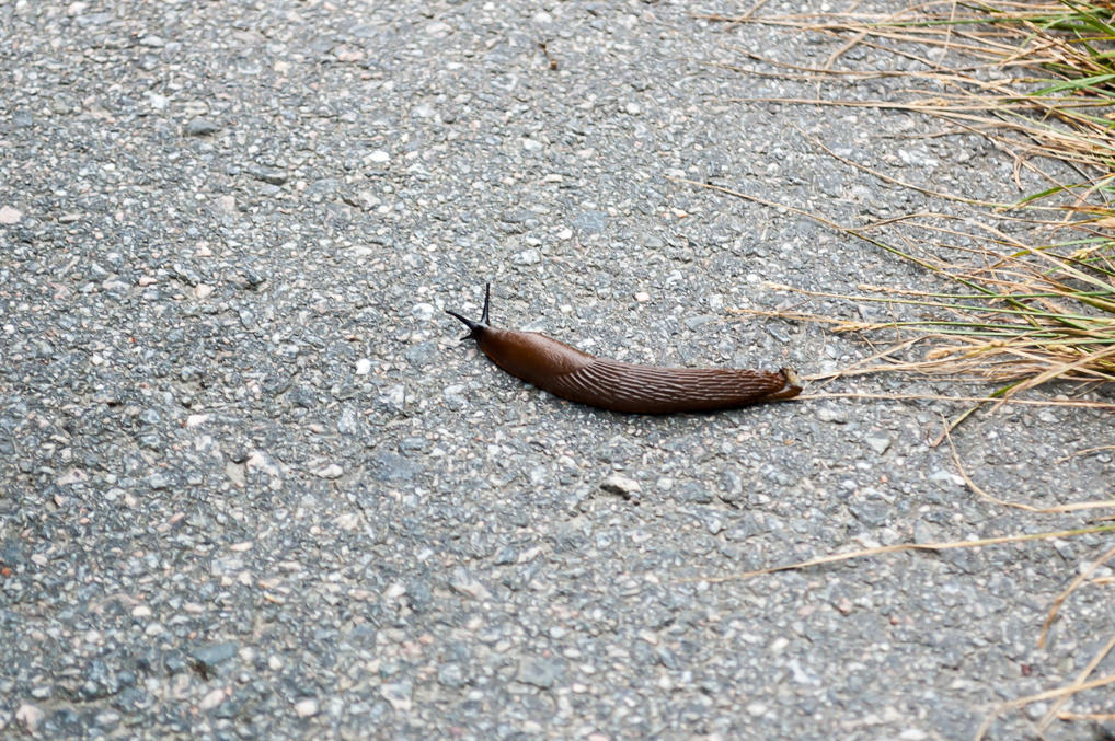 Slug