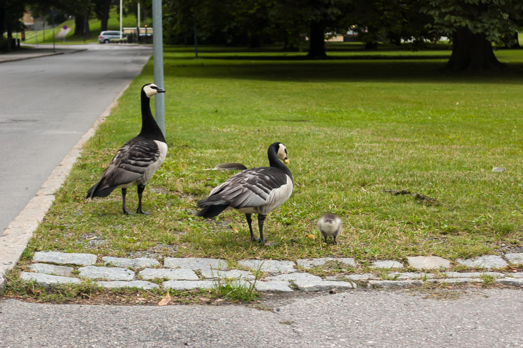 Black geese