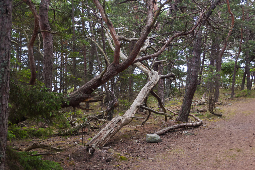 Искривленные деревья в Тролльскугене