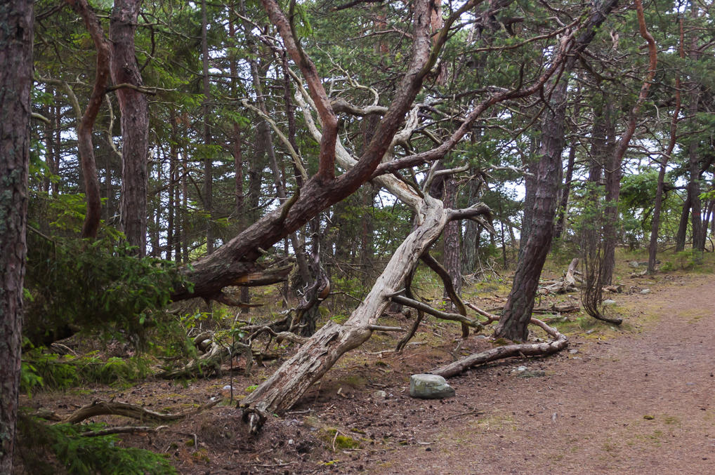 Trollskogen twisted trees