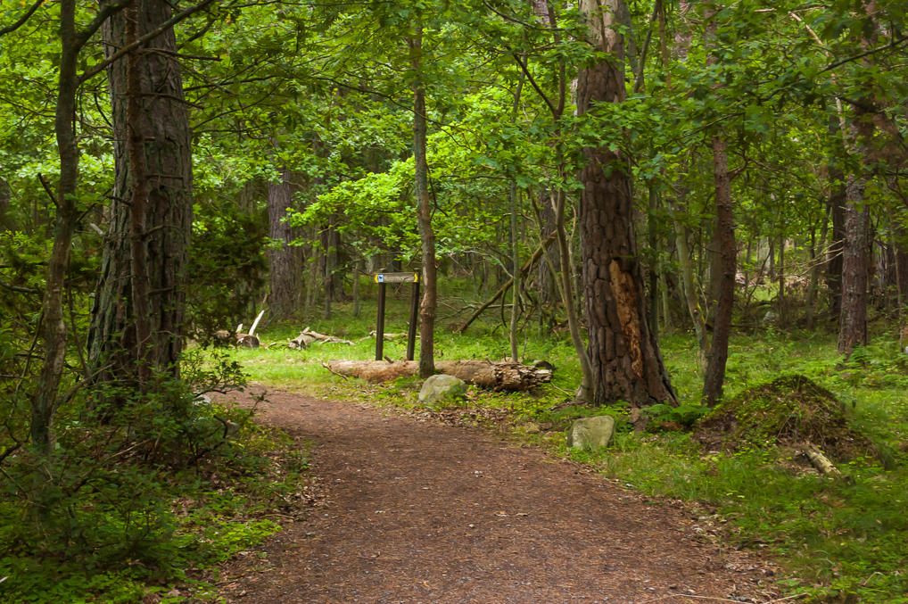 Trollskogen path