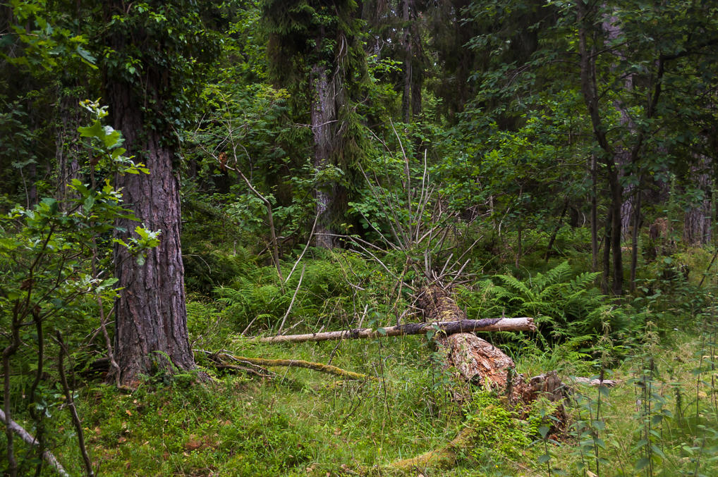 Trollskogen