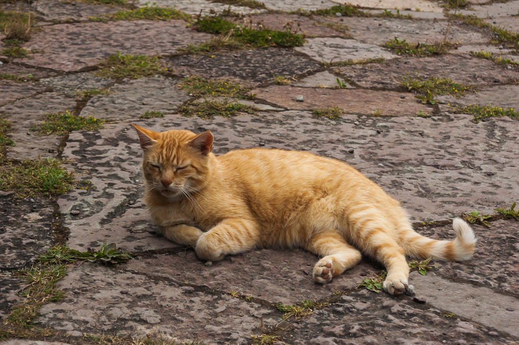 Borgholm cat