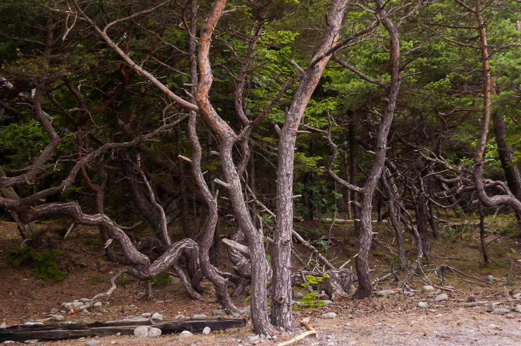 Trollskogen twisted trees