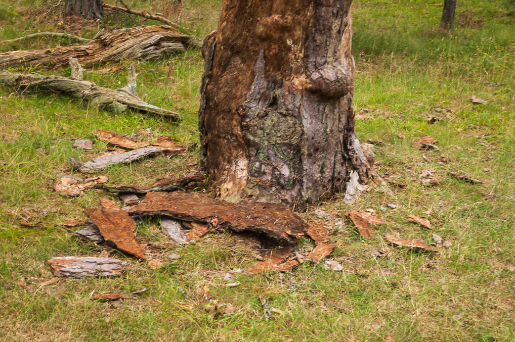 Stripped bark