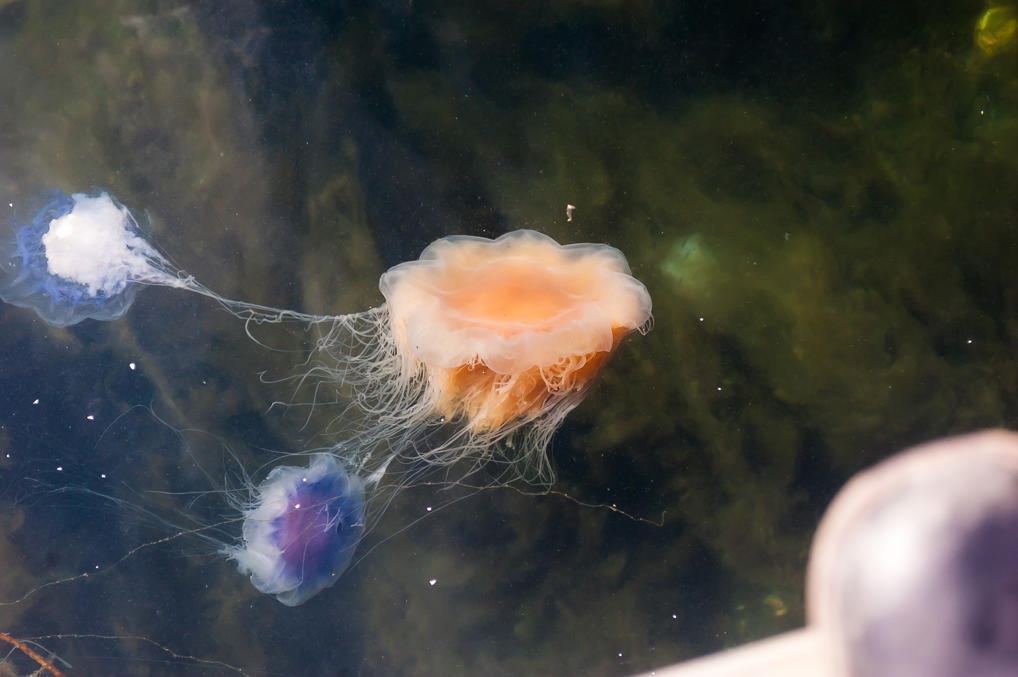 Smögen jellyfishes