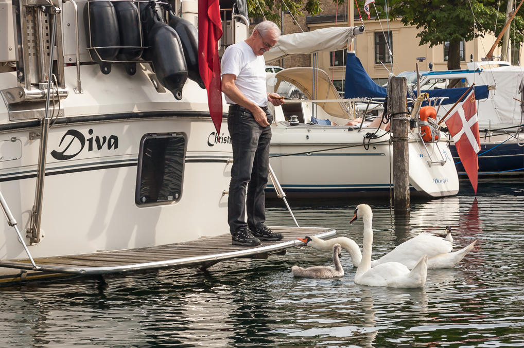 Feeding swans at Christianshavn channel