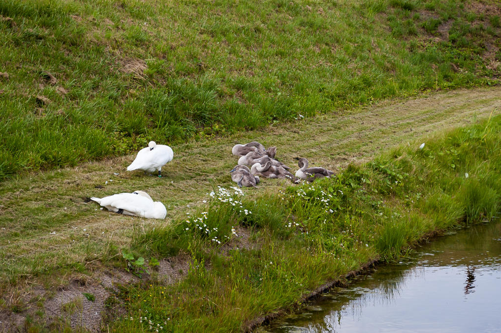 Swan family