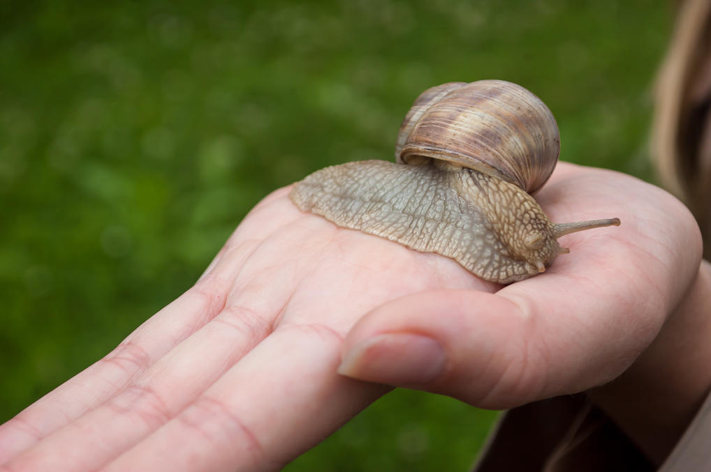 Snail