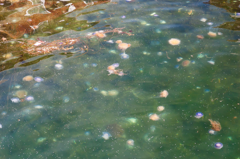Смёгенские медузы