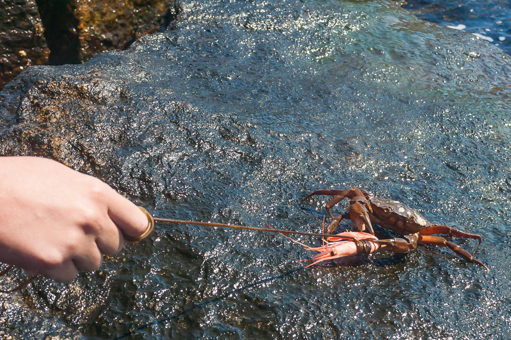 Crab catching