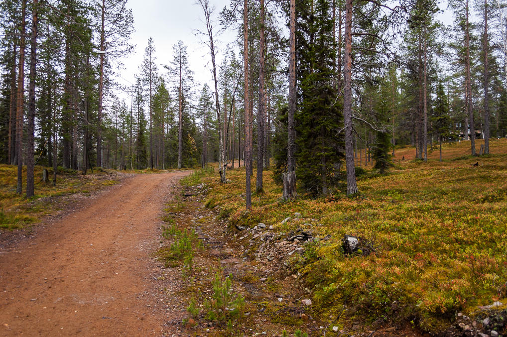 Trail uphill in the forest