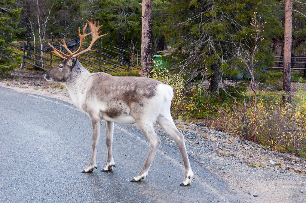 Reindeer