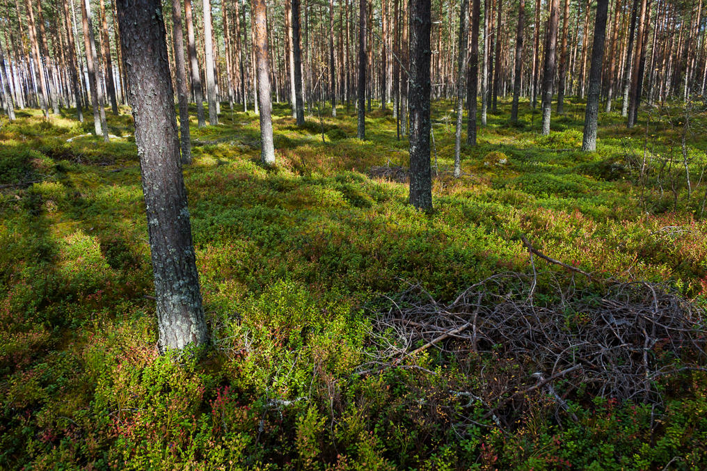 Ostrobothnian forest