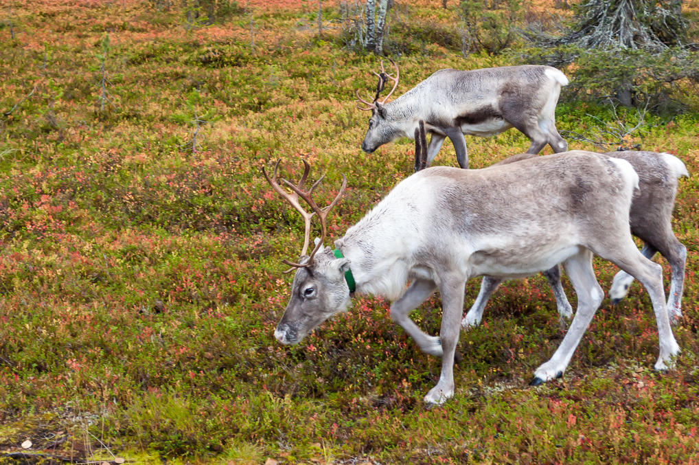 Reindeer herd