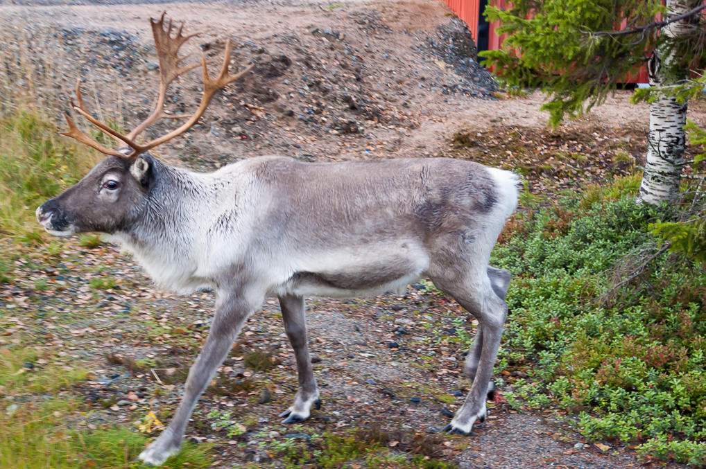 Reindeer