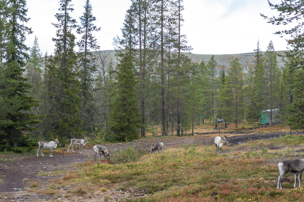 Reindeer herd