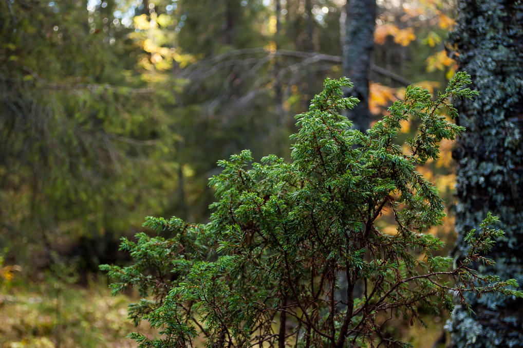 Можжевельник