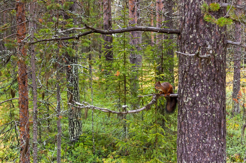 Äkäslompolo squirrel