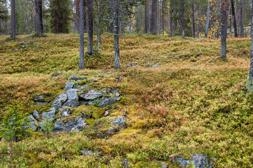 Forest carpet