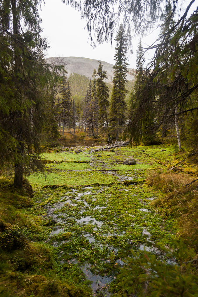 Marshes near Kesänkijärvi