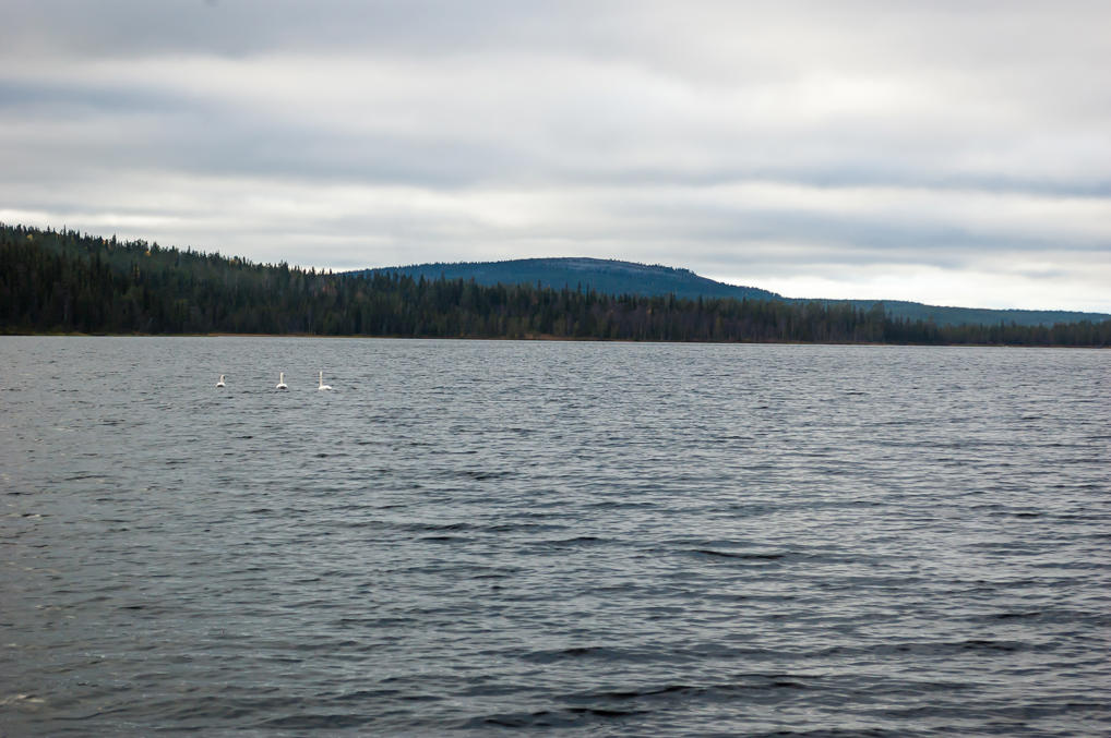 Swans in Kesänkijärvi