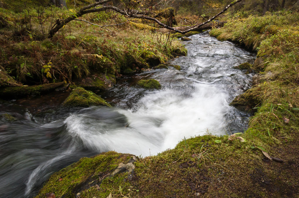 Varkaanoja Brook