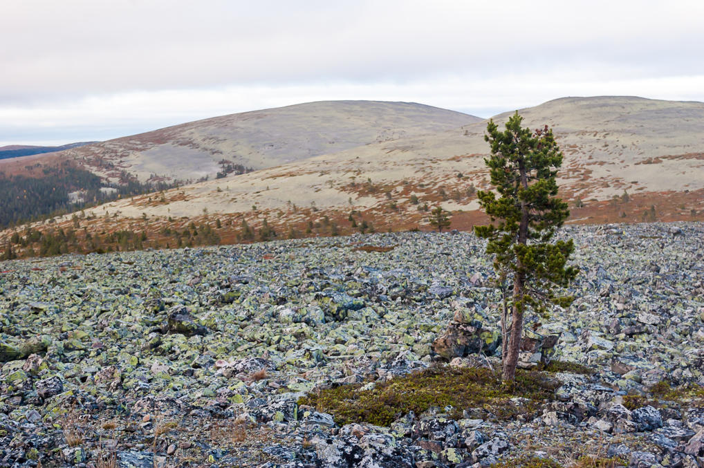 Kesänki summit