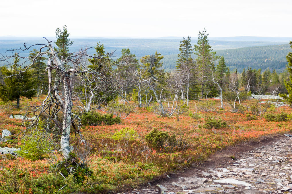 Dwarf birches