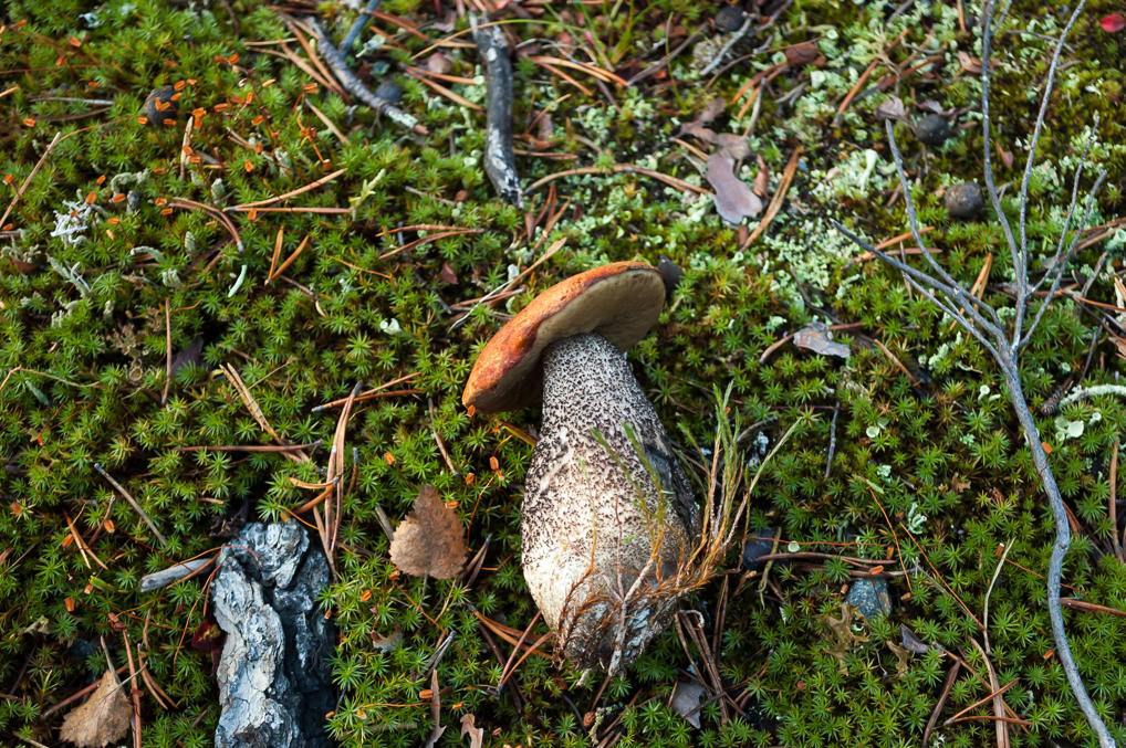 Aspen bolete