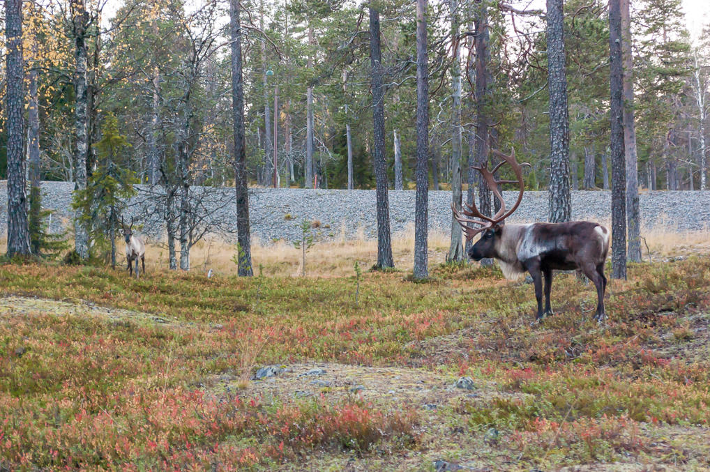 Reindeer near Kellokas