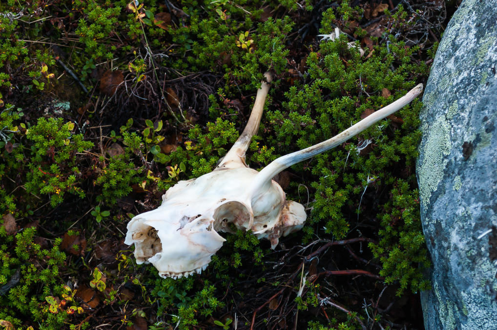 Reindeer skull
