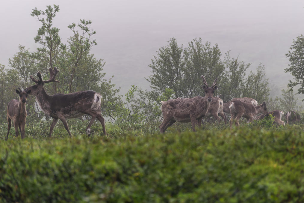 Reindeer near the road to Grense Jakobselv