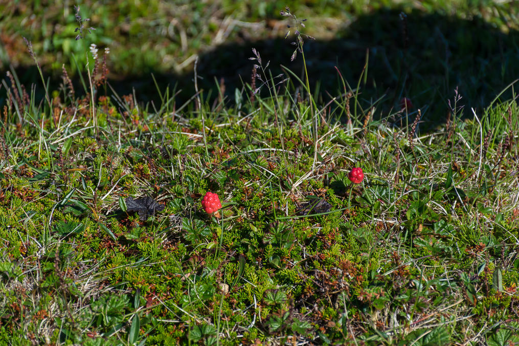 Cloudberries at the Knivskjellodden Cape