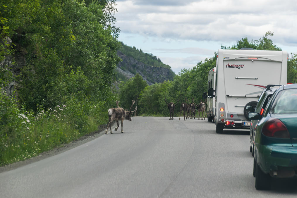 Reindeer blocking Finnmark County Road 98