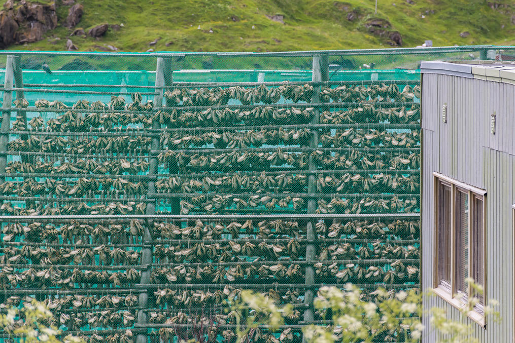 Stockfish drying rack in Honningsvåg
