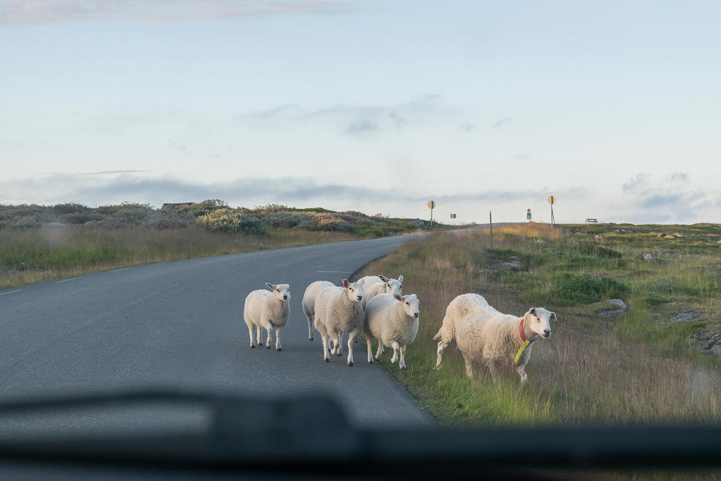 Sheep near Route E75 on Varanger Peninsula