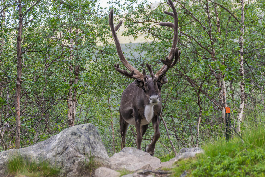 Reindeer encountered on Treriksröset trail