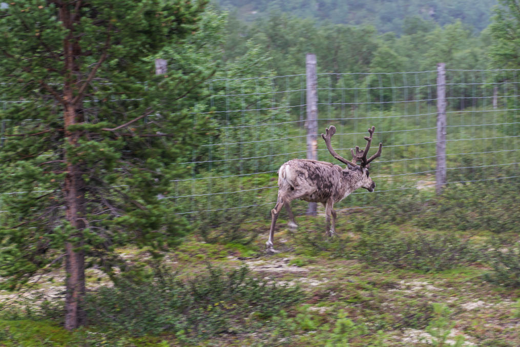 Reindeer running along Norwegian-Finnish border fence at Neiden