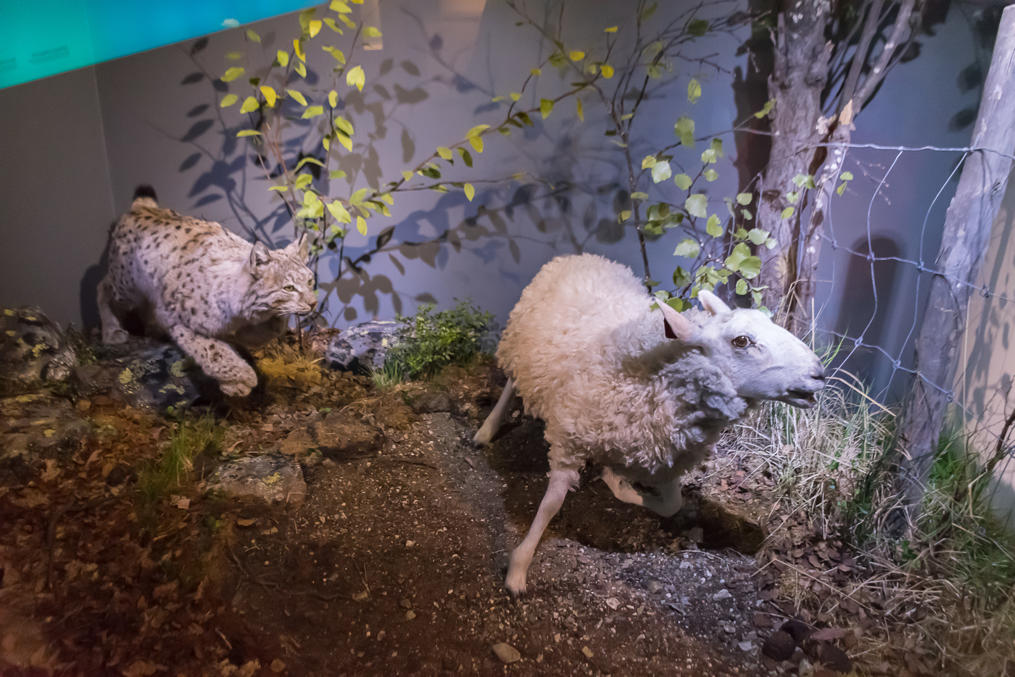 Tromsø University Museum exposition