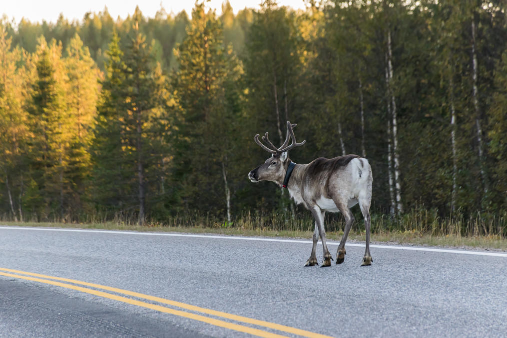 Reindeer on National Road 5 in the are of Ruka skiing resort in Northern Ostrobothnia