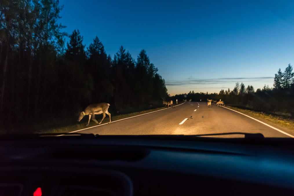 Reindeer in the dark on the same Road 5 near the town of Kemijärvi in Central Lapland