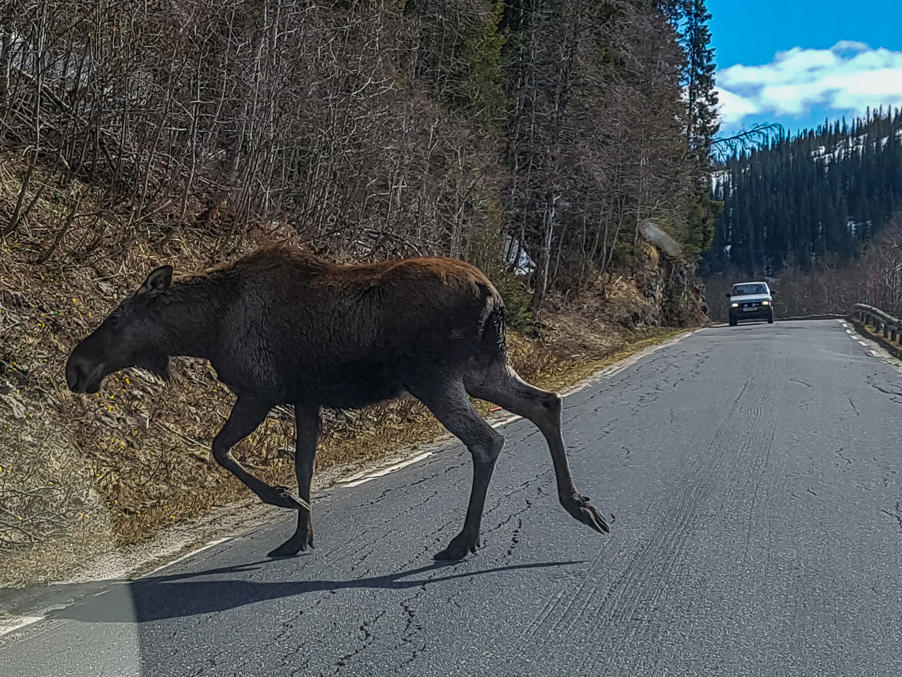 A moose on a minor road near the city of Mo i Rana in Nordland County in Norway. Sorry, I've never actually seen a moose in Finland. So here's a Norwegian one