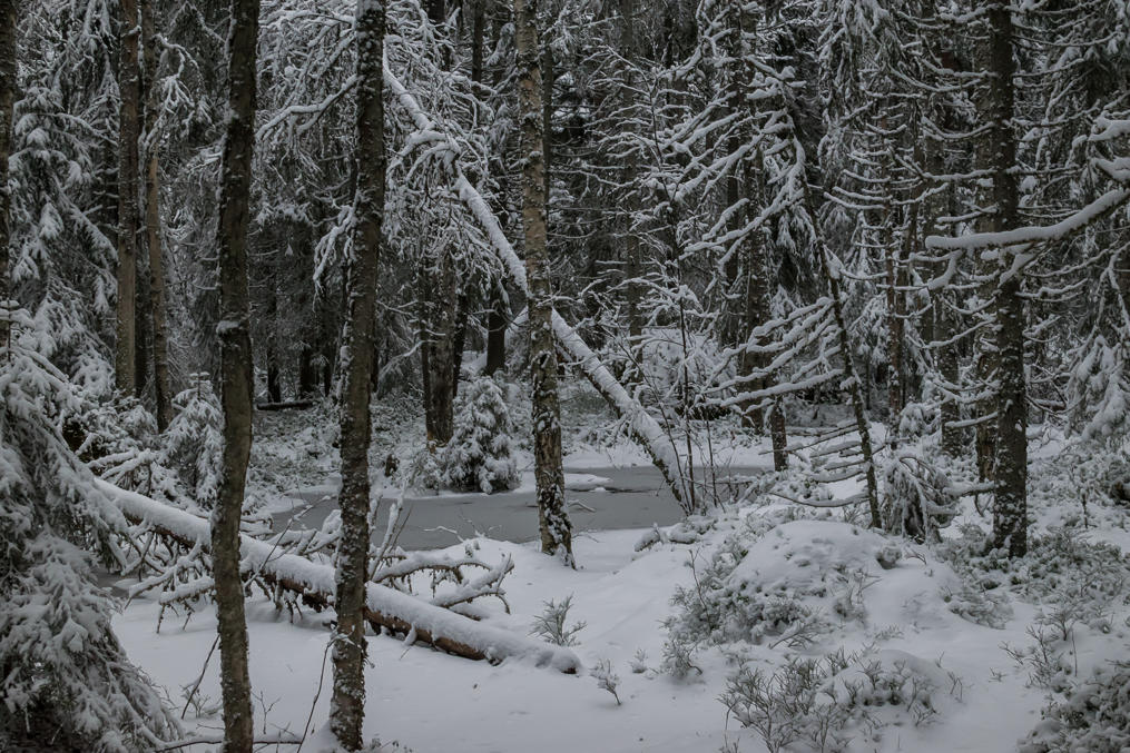 Öjenin metsä Sundomin kylässä, Vaasasta lounaaseen